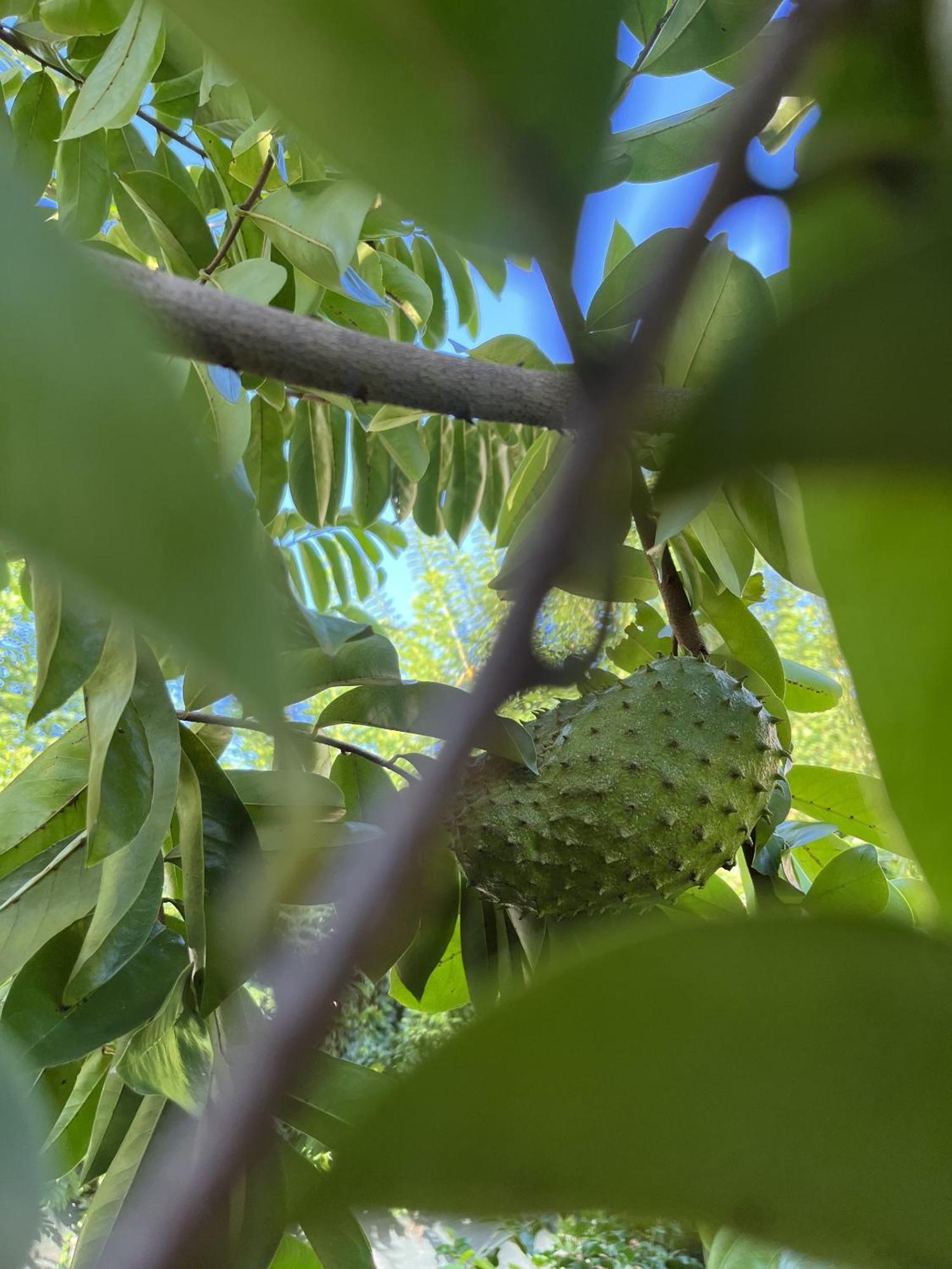 Eden Paradise Ecolodge & Spa Sainte-Luce Eksteriør billede