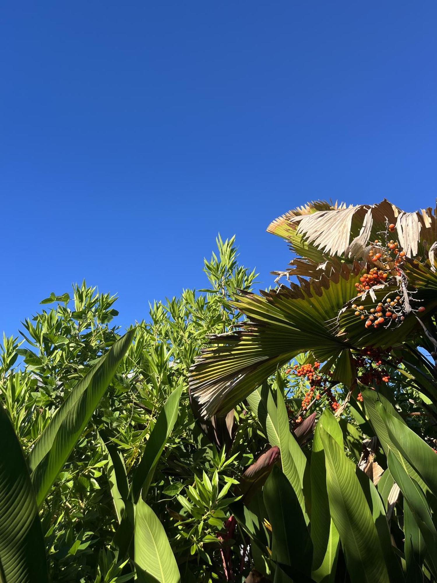 Eden Paradise Ecolodge & Spa Sainte-Luce Eksteriør billede