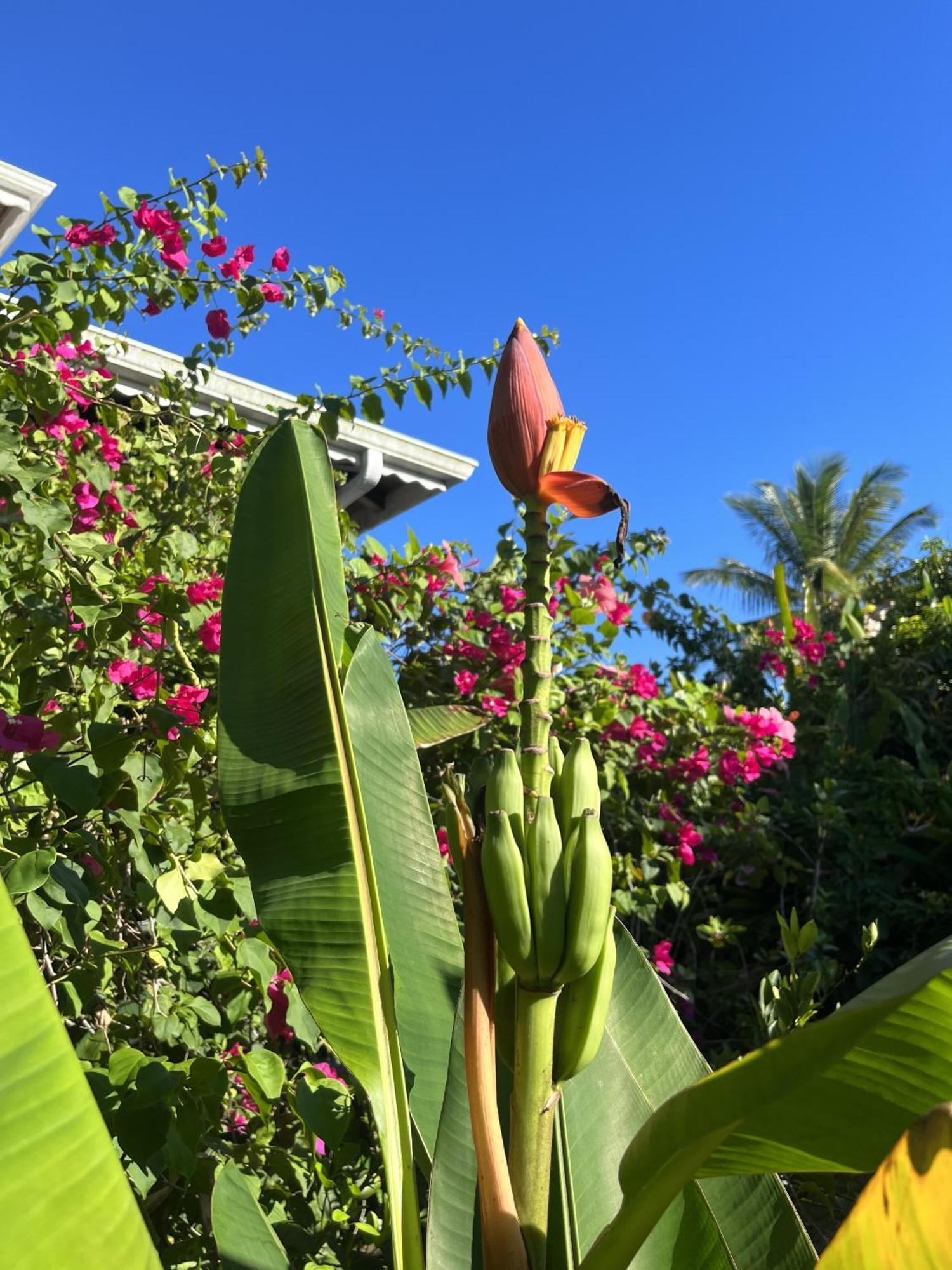 Eden Paradise Ecolodge & Spa Sainte-Luce Eksteriør billede