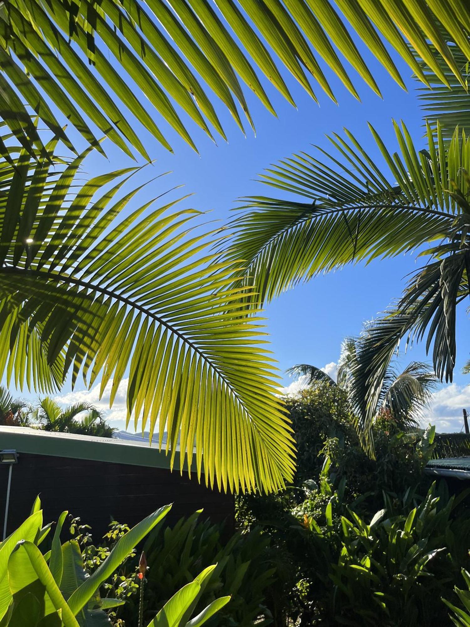 Eden Paradise Ecolodge & Spa Sainte-Luce Eksteriør billede